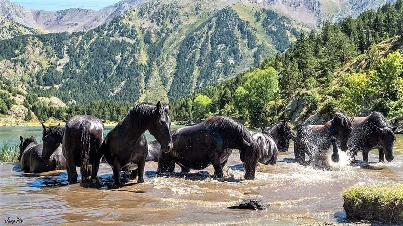 chevaux de merens randos