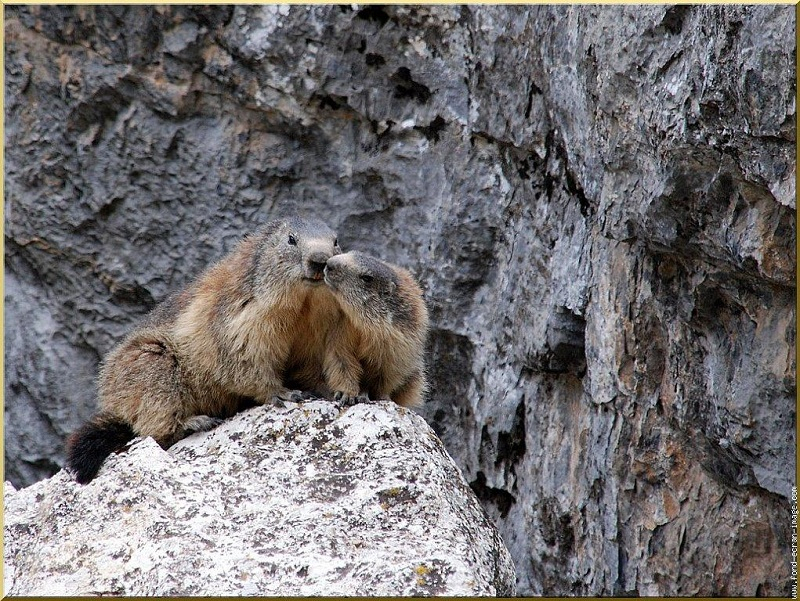 marmottes